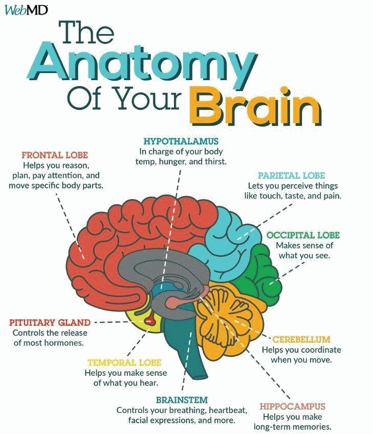 آناتومی مغز شما